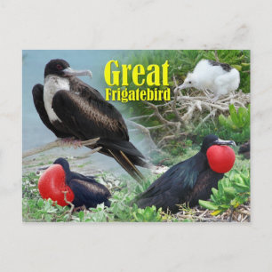 Great Frigatebird, Midway Atoll, Hawaiianische Ins Postkarte