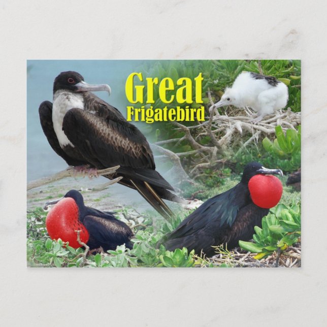 Great Frigatebird, Midway Atoll, Hawaiianische Ins Postkarte (Vorderseite)