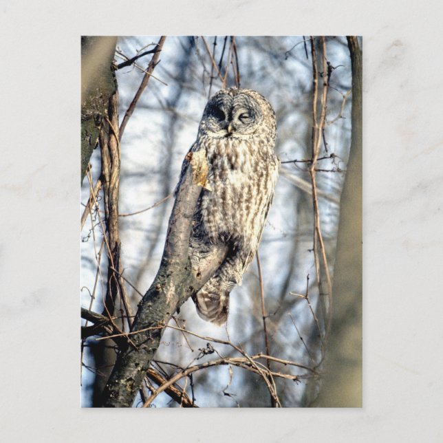 Great Gray Owl - Creamy Brown Watcher Postkarte (Vorderseite)