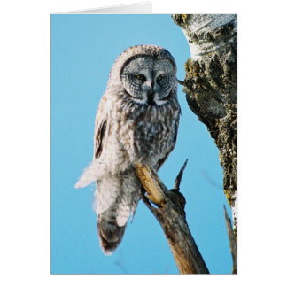 Great Gray Owl in Tree 3 Card