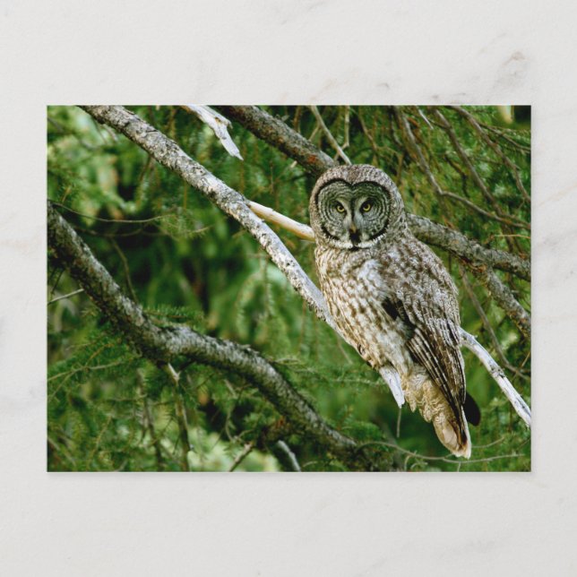 Great Gray Owl Post Card Postkarte (Vorderseite)