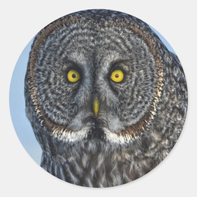 Great Gray Owl Wildlife Raptor Foto Runder Aufkleber (Vorderseite)