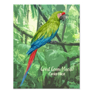 Great Green Macaw Costa Rica Design Fotodruck