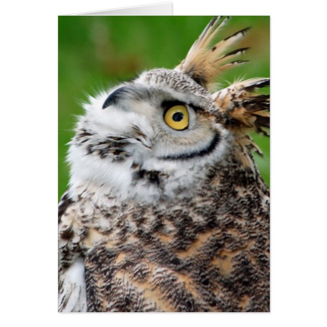 Great Horned Owl Card (Vorne)