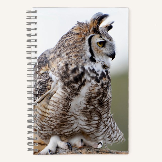 Great Horned Owl Foto 8x5 Notebook Notizbuch (Vorderseite)