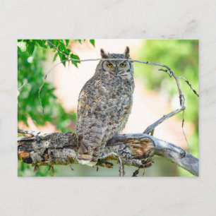 Great Horned Owl Foto Postcard Postkarte