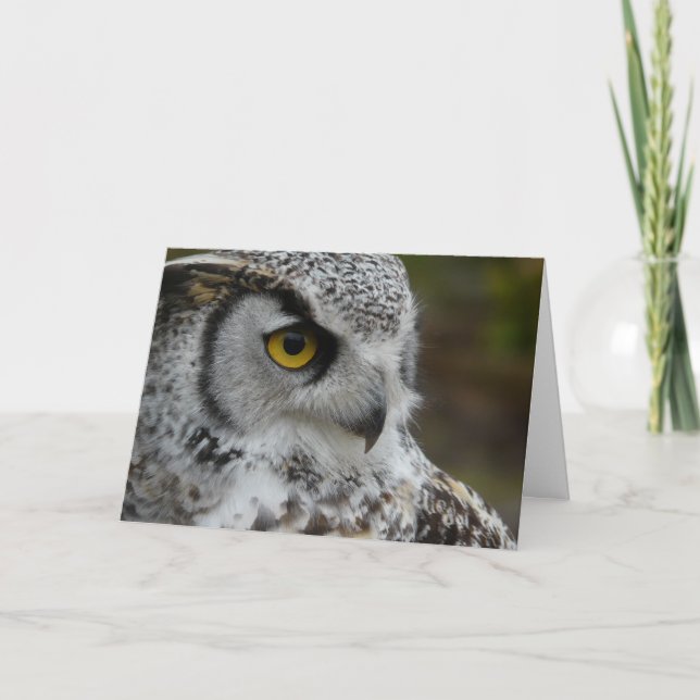 Great Horned Owl Fotograf Karte (Vorderseite)