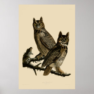 Great Horned Owl von John James Audubon Poster