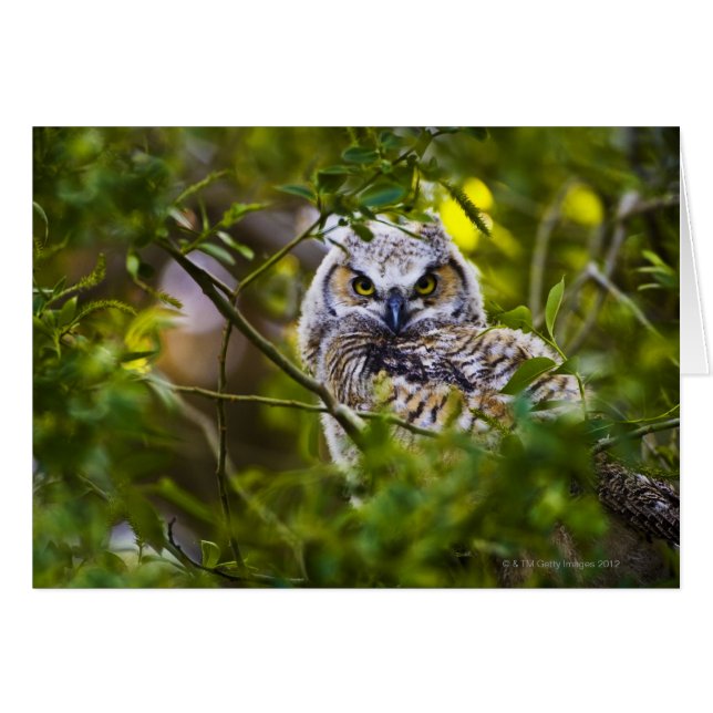 Great Horned Owlet (Vorderseite (Horizontal))