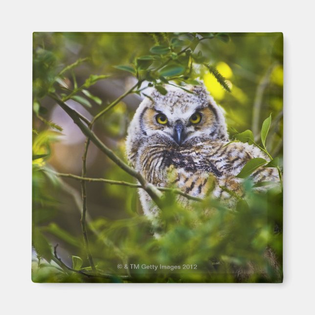 Great Horned Owlet Magnet (Vorne)