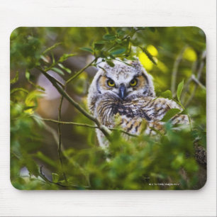 Great Horned Owlet Mousepad