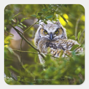 Great Horned Owlet Quadratischer Aufkleber