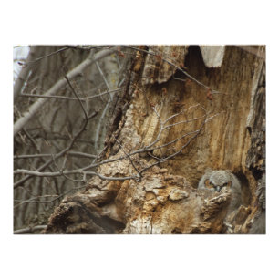 Great Horned Owlet - Wildlife Fotografy Fotodruck