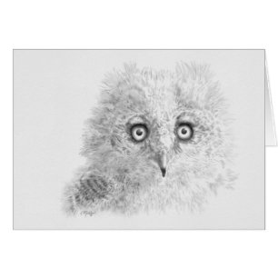 Great Horned Owlet Zeichnend