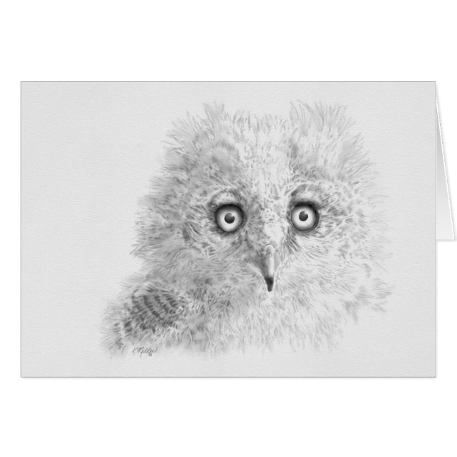 Great Horned Owlet Zeichnend (Vorderseite (Horizontal))