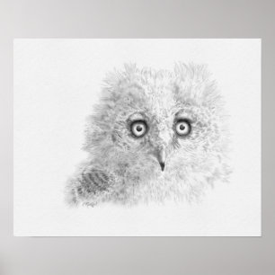 Great Horned Owlet Zeichnend Poster