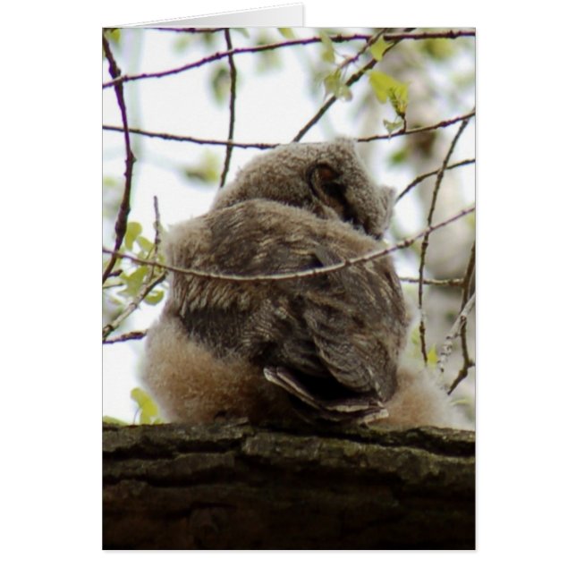 Great Horned Owlette Card (Vorne)