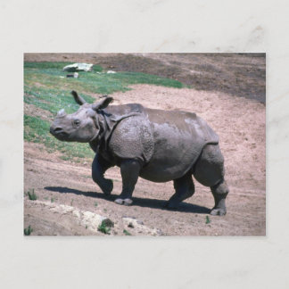 Great Indian One Horned Rhino Postkarte