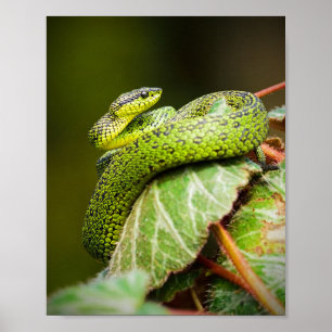 Great Lakes Bush Viper Poster
