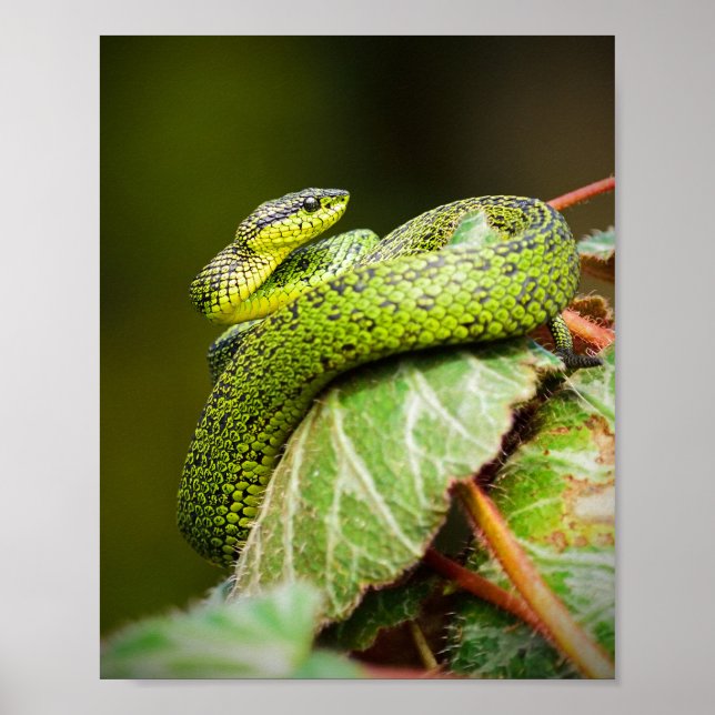Great Lakes Bush Viper Poster (Vorne)
