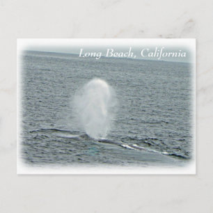 Great Long Beach Whale Postcard! Postkarte