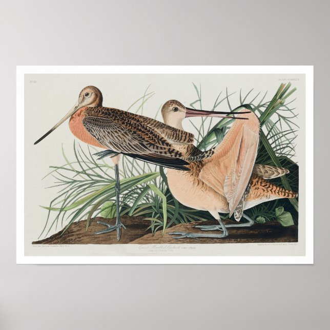 Great Marbled Godwit by Audubon Poster (Vorne)