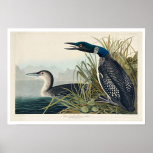 Great Northern Diver or Loon by Audubon Poster