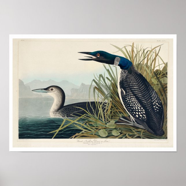 Great Northern Diver or Loon by Audubon Poster (Vorne)