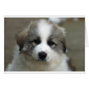 Great Pyrenäen Puppy