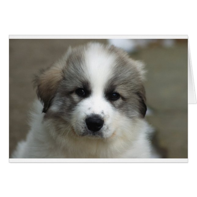Great Pyrenäen Puppy (Vorderseite (Horizontal))