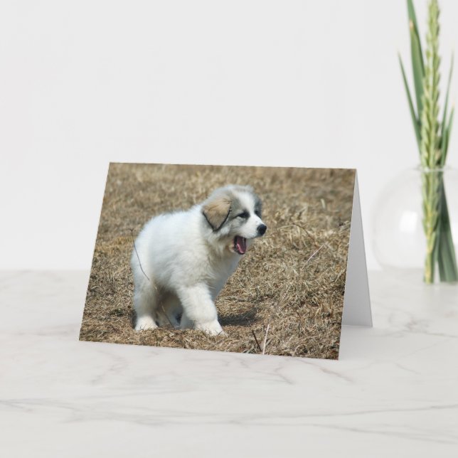 Great Pyrenäen Puppy Karte (Vorderseite)