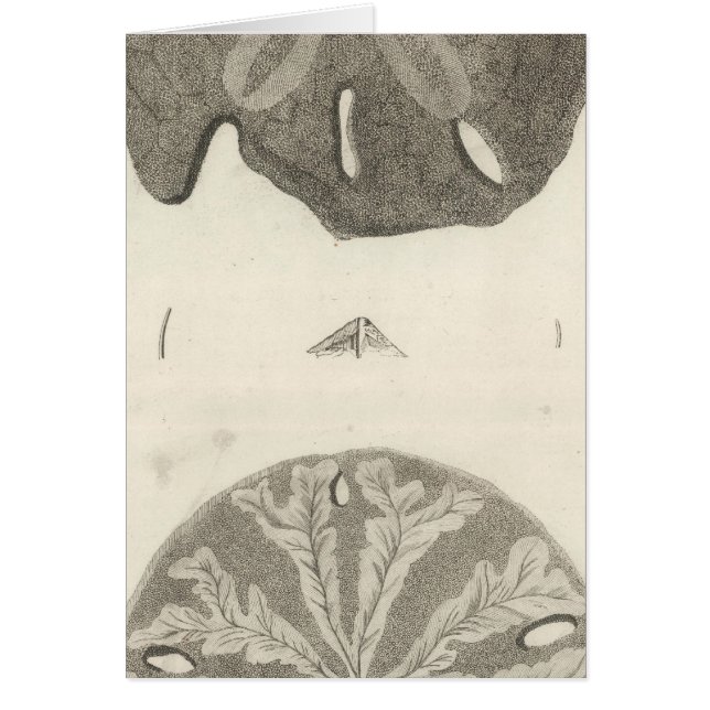 Great Sea Urchins (Vorne)