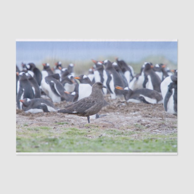 Great Skua in front of penguin colony Seidenpapier (Vorderseite)