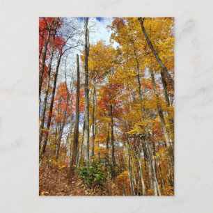 Great Smoky Mountains National Park Fall Foliage Postkarte