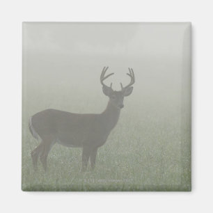 Great Smoky Mountains National Park, Tennesse, Magnet