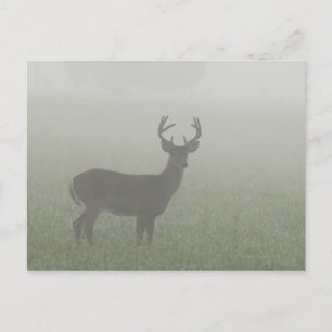 Great Smoky Mountains National Park, Tennesse, Postkarte