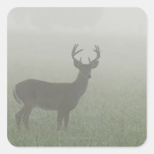 Great Smoky Mountains National Park, Tennesse, Quadratischer Aufkleber