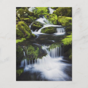 Great Smoky Mountains National Park, Tennessee Postkarte