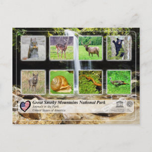 Great Smoky Mountains National Park - Tiere Postkarte