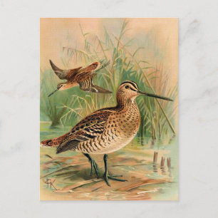 Great Snipe Vintag Bird Illustration Postkarte