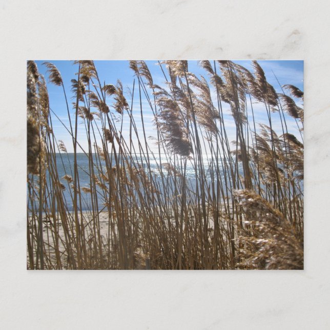 Great South Bay an Blue Point, NY Postkarte (Vorderseite)