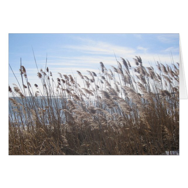 Great South Bay durch die Schilfröten (Vorderseite (Horizontal))