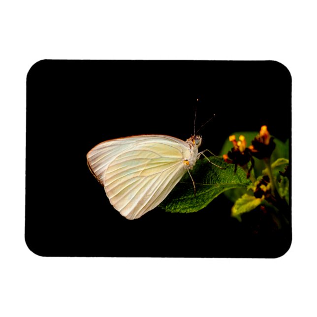Great Southern White auf grünen Blätter Magnet (Horizontal)