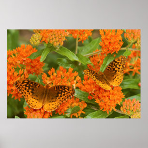 Great Spangled Fritillaries on Butterfly Milkweed Poster