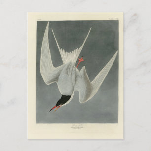 Great Tern, Common Tern - Audubon Birds of America Postkarte