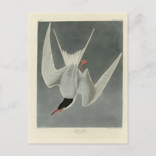 Great Tern, Common Tern - Audubon Birds of America Postkarte (Vorderseite)