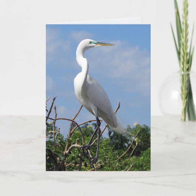 Great White Egret (0848) Karte (Vorderseite)