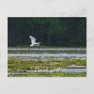 Great White Egret Flying Danke Postcard Postkarte