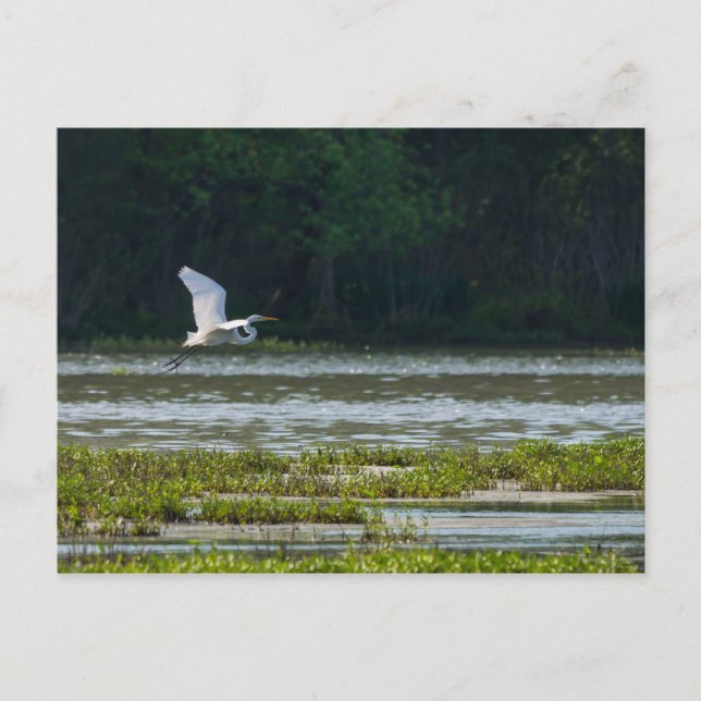 Great White Egret Flying Postkarte (Vorderseite)