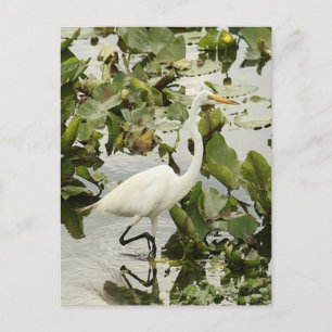 Great White Egret Foto Postcard Postkarte